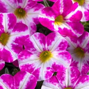КАЛИБРАХОА CHAMELEON MILKY PINK