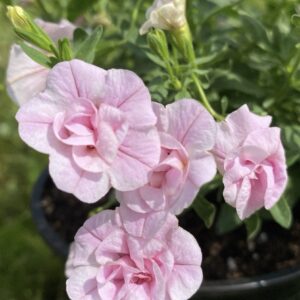 КАЛИБРАХОА CALITA DOUBLE PINK