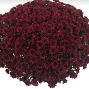 ХРИЗАНТЕМА МУЛЬТИФЛОРА POWER RED