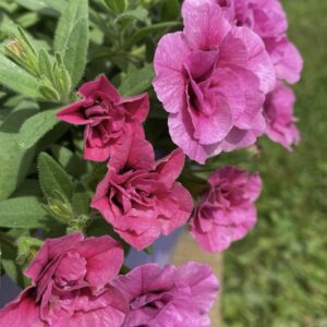 КАЛИБРАХОА ALOHA DOUBLE DARK PINK