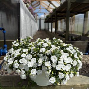 КАЛИБРАХОА MINIFAMOUS ORO DOUBLE WHITE