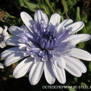 Остеоспермум 3D STEEL BLUE