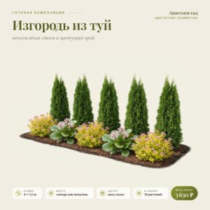 Композиция «Изгородь из туй»